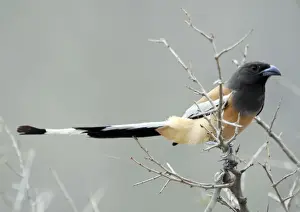 Rufous-Billed Treepie - Ranthambhore National Park - Rajasthan - India