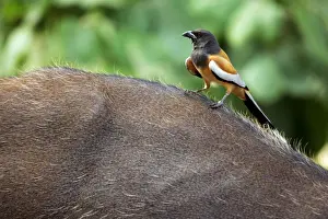 Sambar Prints: Rufous-billed treepie - On sambar (cervus unicolor) Ranthambhore National Park