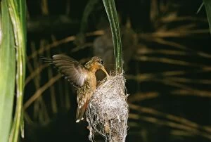 Rufous-breasted Hermit Hummingbird