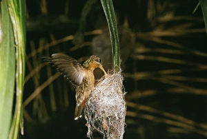 Images Dated 21st June 2004: Rufous-breasted Hermit Hummingbird