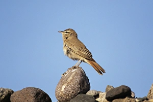 Images Dated 8th November 2010: Rufous Bush Robin / Rufus Bush Chat