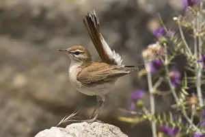 Rufous Bush Robin - Tarifa Spain June