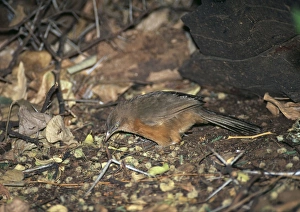 Images Dated 8th June 2006: Rufous Chatterer. Samburu, Kenya, Africa