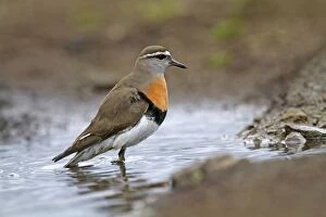 Images Dated 29th October 2010: Rufous-chested Plover / Rufous-chested Dotterel