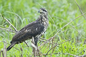 Images Dated 7th December 2008: Rufous Crab Hawk - immature - Nariva Swamp - Trinidad