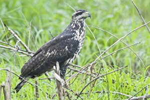 Images Dated 7th December 2008: Rufous Crab Hawk - immature - Nariva Swamp - Trinidad