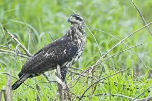 Caribbean Prints: Rufous Crab Hawk - immature - Nariva Swamp - Trinidad
