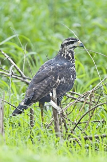 Images Dated 7th December 2008: Rufous Crab Hawk - immature showing white tip to tail feathers - Nariva Swamp - Trinidad