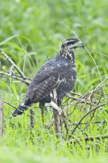 Caribbean Prints: Rufous Crab Hawk - immature showing white tip to tail feathers - Nariva Swamp - Trinidad