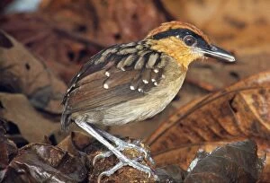 Images Dated 27th June 2008: Rufous Crowned Antpitta