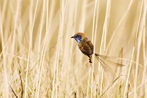 Wren Prints: Rufous-crowned Emu-wren - Male - In spinifex south of Alice Springs