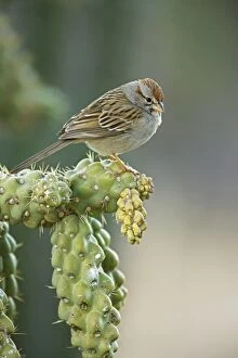 Images Dated 12th February 2008: Rufous-crowned Sparrow - Perched on ocotilla cactus branch - Sonoran Desert - Arizona