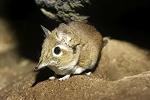 Rufous Elephant-shrew