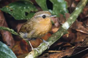 Rufous Gnateater