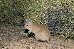 Rufous Hare Wallaby - feeding on spinfex