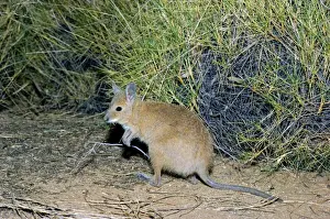 Mala Prints: Rufous Hare-Wallaby / Mala - Bernier Island, Western Australia JPF05275