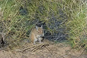 Rufous Hare-Wallaby / Mala - Feeding - Tanami Desert, Northern Territory, Australia JPF00943