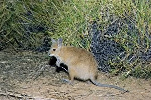 Rufous hare-wallaby or Mala (Lagorchestes hirsutus)