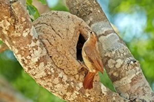 Nesting Gallery: Rufous Hornero at the clay nest entrance Pantanal