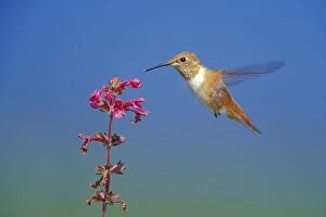 Rufous Hummingbird - female or immature necturing on flower (wild mint)