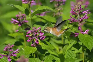 Behavior Prints: Rufous Hummingbird - in flight feeding on Cooley's Hedge Nettle flower - Pacific Northwest - August _D3D2281