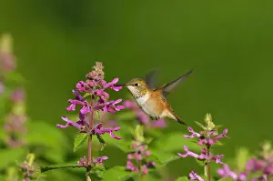 Rufous Hummingbird - in flight feeding on Cooley's Hedge Nettle flower - Pacific Northwest - August _D3D2056