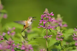 Pacific Northwest Prints: Rufous Hummingbird - in flight feeding on Cooley's Hedge Nettle flower - Pacific Northwest - August _D3D2079