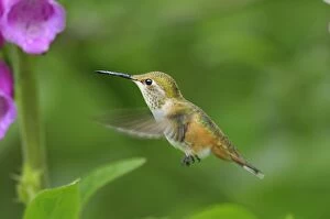 Images Dated 1st March 2008: Rufous Hummingbird - immature or female feeding on foxglove flowers, Pacific Northwest. June