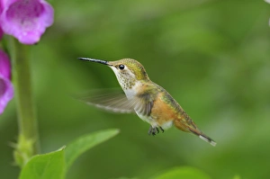 Rain Forests Collection: Rufous Hummingbird - immature or female feeding on foxglove flowers, Pacific Northwest. June