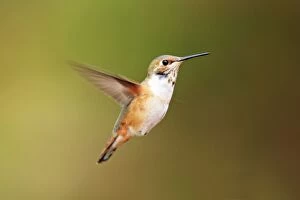 Images Dated 22nd October 2011: Rufous Hummingbird - Immature male
