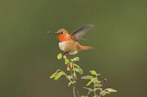 Images Dated 6th May 2005: Rufous Hummingbird - Male displaying gorget while perched on red huckleberry bush