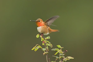 Rufous Hummingbird - Male displaying gorget while perched on red huckleberry bush, Spring Rufous Hummingbird - Male displaying gorget while perched on red huckleberry bush, Spring