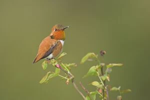 Images Dated 6th May 2005: Rufous Hummingbird - Male displaying gorget while perched on red huckleberry bush
