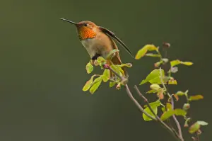Pacific Northwest Prints: Rufous Hummingbird - Male displaying gorget while perched on red huckleberry bush