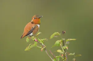 Rufous Hummingbird - Male displaying gorget while perched on red huckleberry bush, Spring Pacific Northwest, USA _TPL3152
