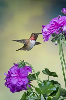 Drinking Nectar Prints: Rufous Hummingbird - male - in flight feeding at Pelagonium flower - British Columbia