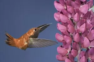 Rufous Hummingbird - male - in flight at Lupine flower