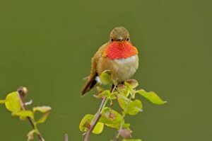 Images Dated 26th April 2005: Rufous Hummingbird - Male sitting on red huckleberry