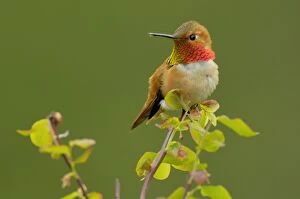Images Dated 26th April 2005: Rufous Hummingbird - Male sitting on red huckleberry bush branch
