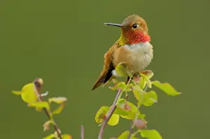 Rufous Hummingbird - Male sitting on red huckleberry bush branch. Olympic National Park, Pacific Northwest, USA. Spring. TPL3561