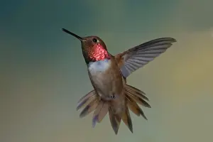 Rufous Hummingbird - male - threatening approaching rival in flight - British Columbia - Canada BI018628