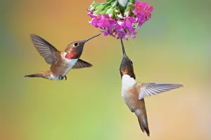 Drinking Prints: Rufous Hummingbird - two males feeding at flower - British Columbia - Canada BI019208