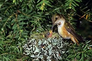 Images Dated 1st August 2005: Rufous hummingbird - at nest with chick, Washington, Pacific NW, USA B4463