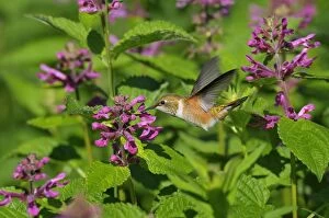 Leesonphoto Gallery: Rufous Hummingbird (Selasphorus rufus)