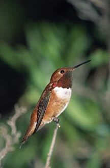 Images Dated 16th March 2007: Rufous Hummingbird Western North America