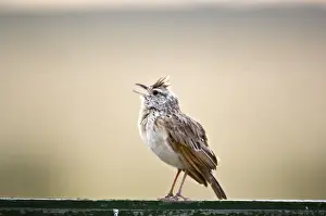 Larks Prints: Rufous-naped Lark - Male singing - Kalahari - Botswana