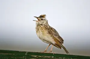 Larks Prints: Rufous-naped Lark - Sitting on fence singing - Kalahari - Botswana