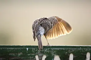 Larks Prints: Rufous-naped Lark - Back view with wing extended and light showing through feathers - Kalahari - Botswana