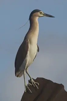 Rufous Night Heron / Nankeen Night Heron - Adult at rubbish dump on Home Island, Cocos (Keeling) Islands, Indian Ocean. Commonly seen by day