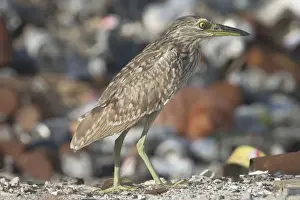 Garbage Prints: Rufous Night Heron / Nankeen Night Heron - Juvenile at rubbish dump blinking